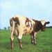 Pink Floyd : Atom heart mother LP