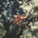 Pink Floyd : Obscured by Clouds LP