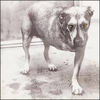 Alice in Chains : Alice in Chains CD