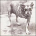 Alice in Chains: Alice in Chains CD